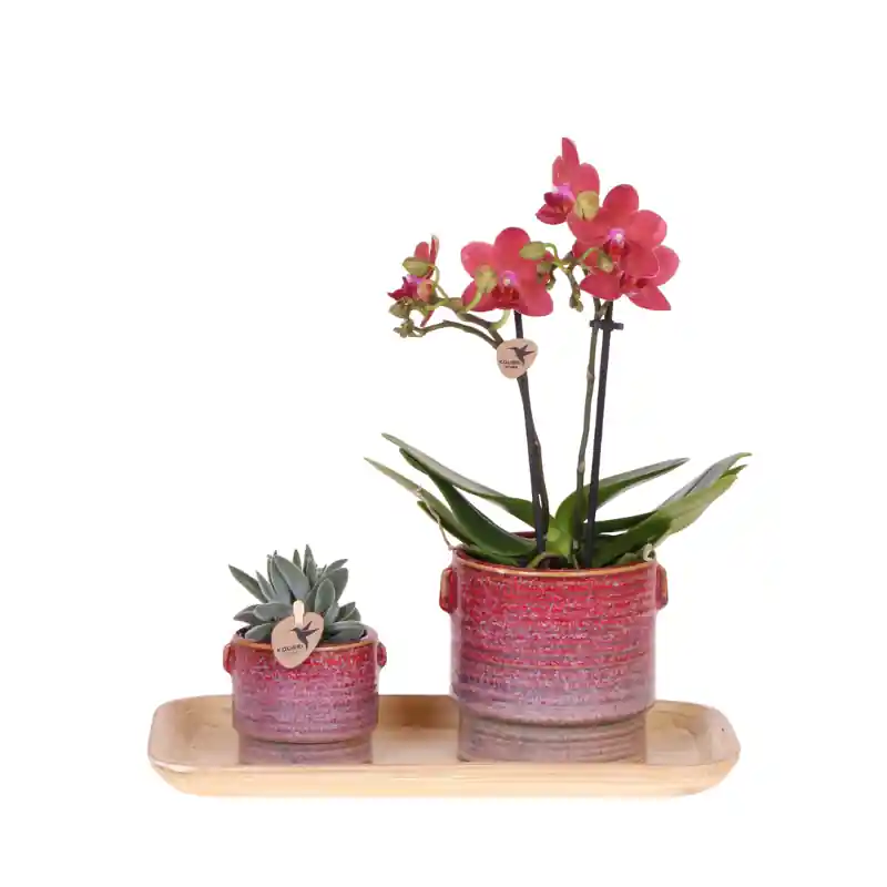 Kolibri Orchids | Gift set Aura | Roze Phalaenopsis orchidee Congo met groene plant in Aura sierpotten op bamboe dienblad Shop Nu