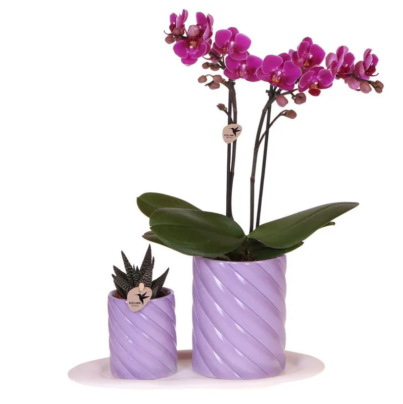 Koop Vandaag Kolibri Orchids | Gift set Optimism small lila | Groene plant met oranje Phalaenopsis orchidee in Candy sierpotten op wit organisch dienblad