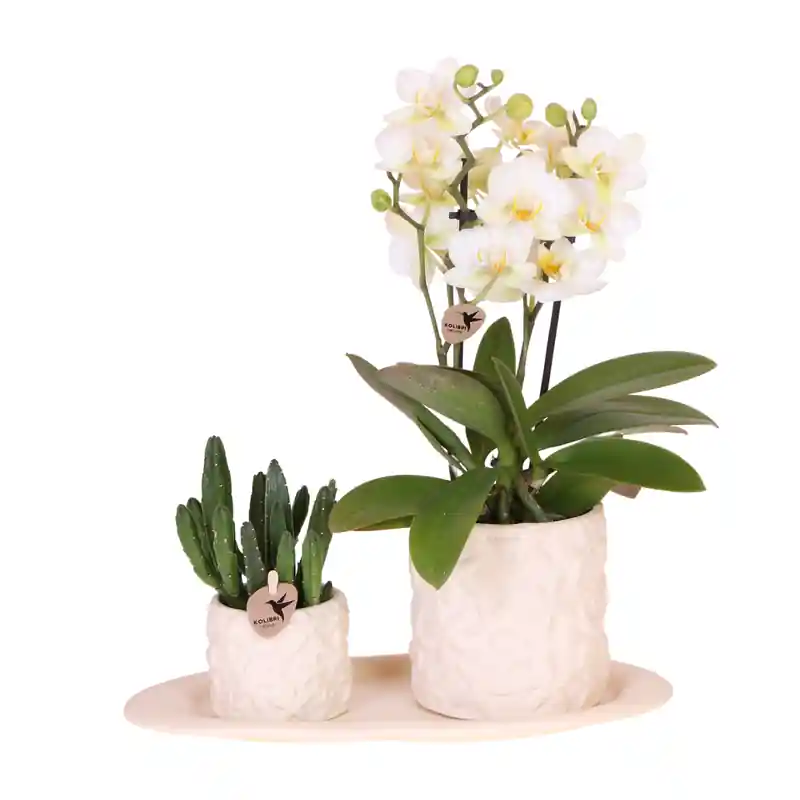 Fabrieksprijs Kolibri Company | Plantenset Star Fish small | Witte Phalaenopsis Orchidee Lausanne en Succulent incl. keramieken sierpotten op wit organisch dienblad