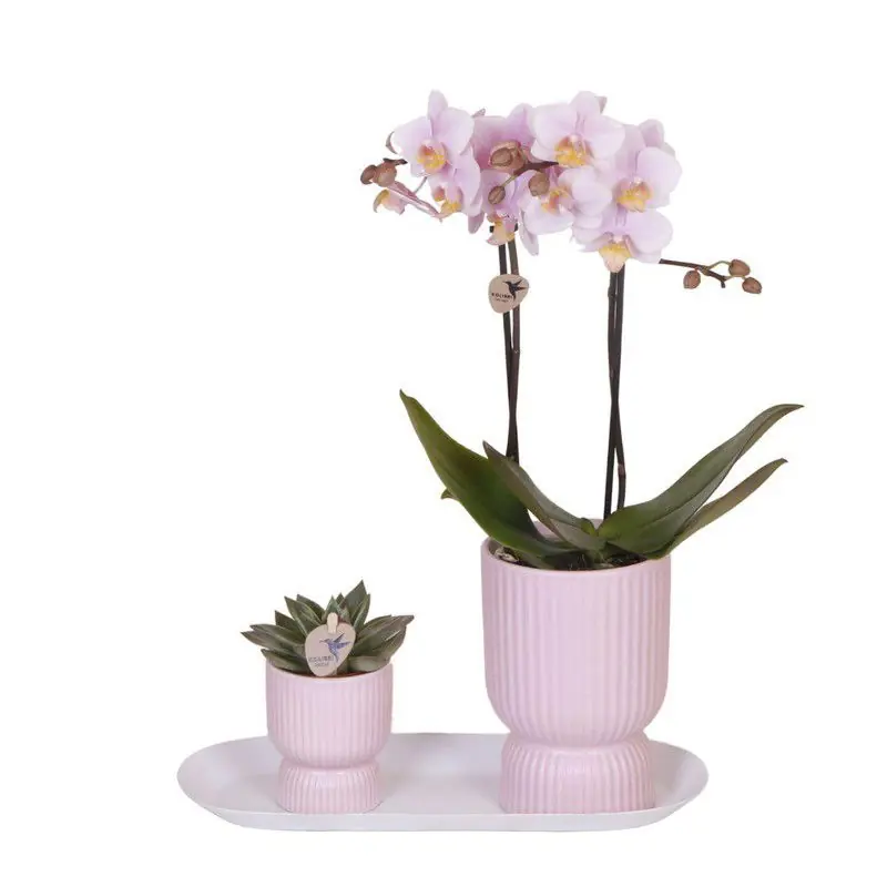 Kolibri Orchids | Plantenset Floral Blush pink small| Groene planten met Phalaenopsis orchidee in Floral Blush pink sierpotten en wit dienblad Luxe