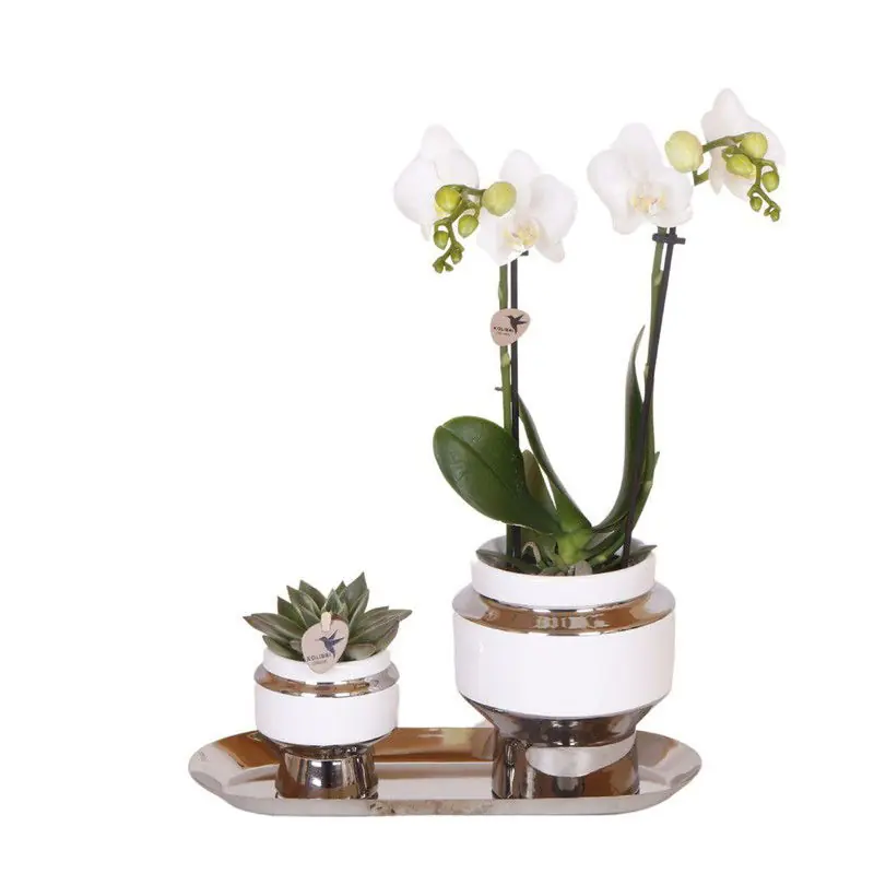 Wereldwijde Verzending Kolibri Company - Set van witte orchidee en Succulent op zilveren dienblad - vers van de kweker